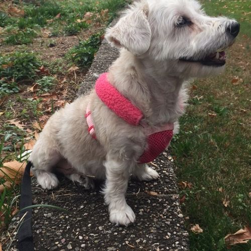 Johnson's Dog Training Academy Bloomfield, NJ Thumbtack