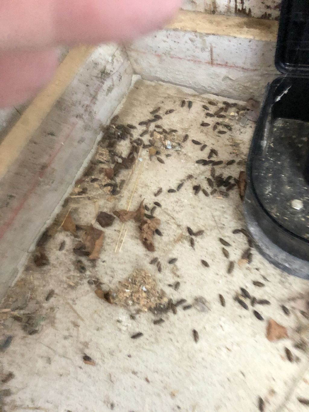 Why we do a rodent cleanout!