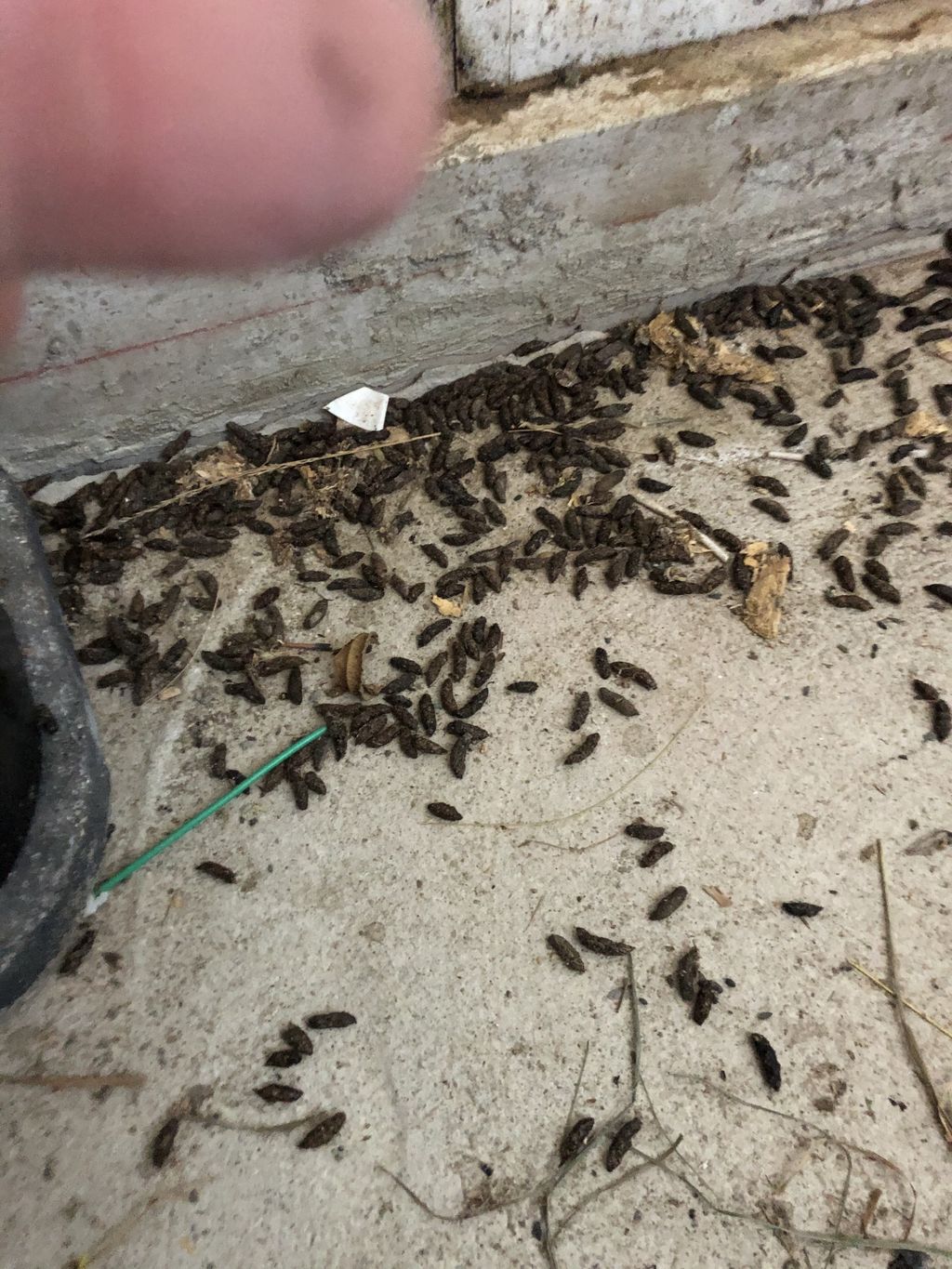 Why you need a rodent cleanout!!