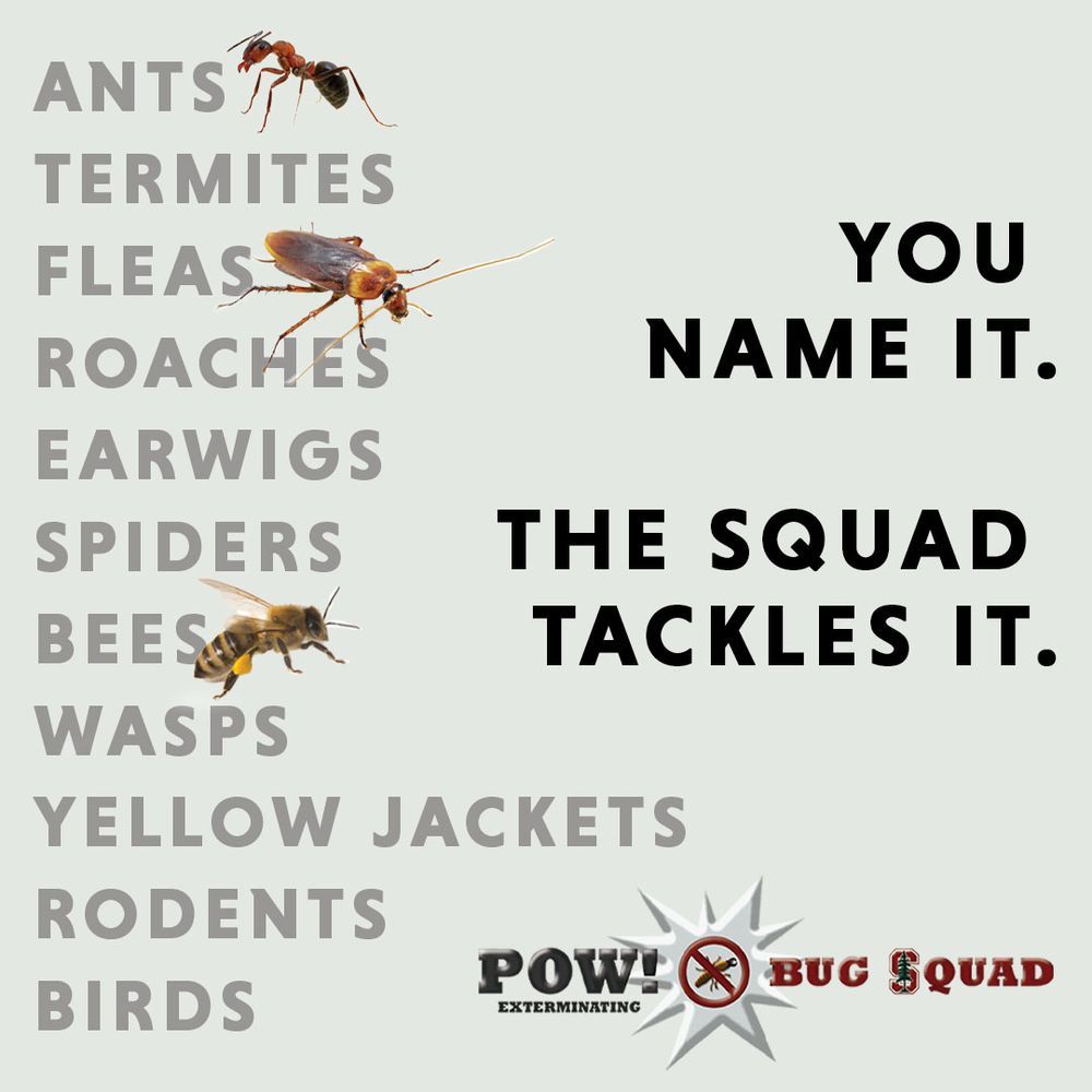 We offer a range pest control services