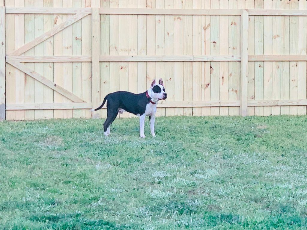 My fence was installed the same day. They did ever