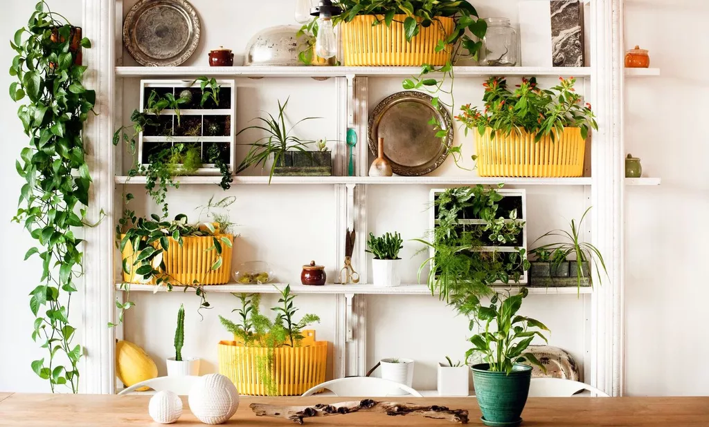 go green with house plants