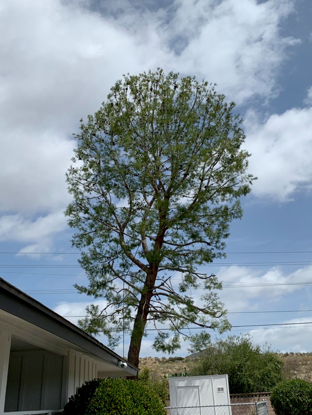 Regs Tree Services
