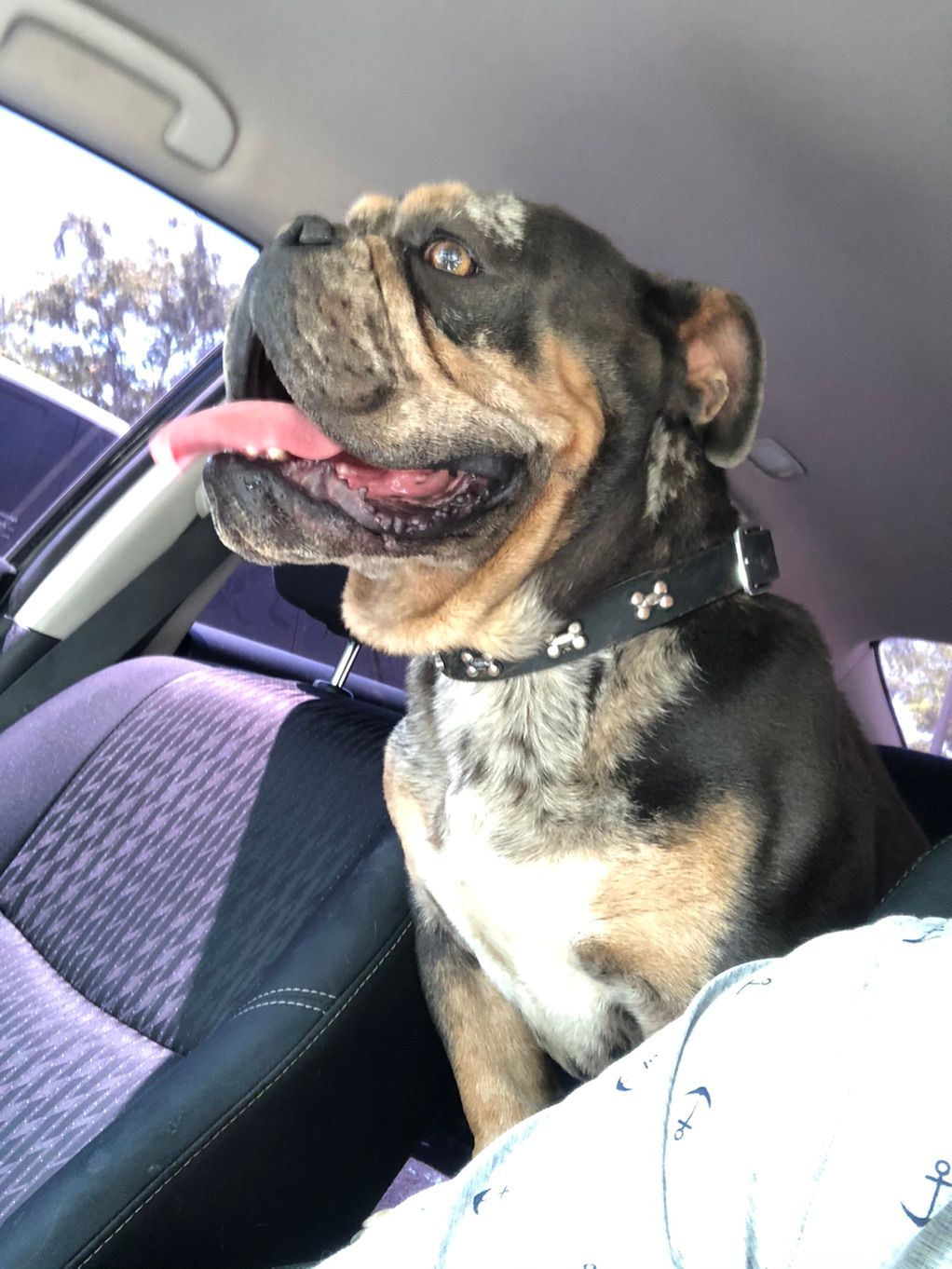 Herkules the English bull dog. Doggy adventure day