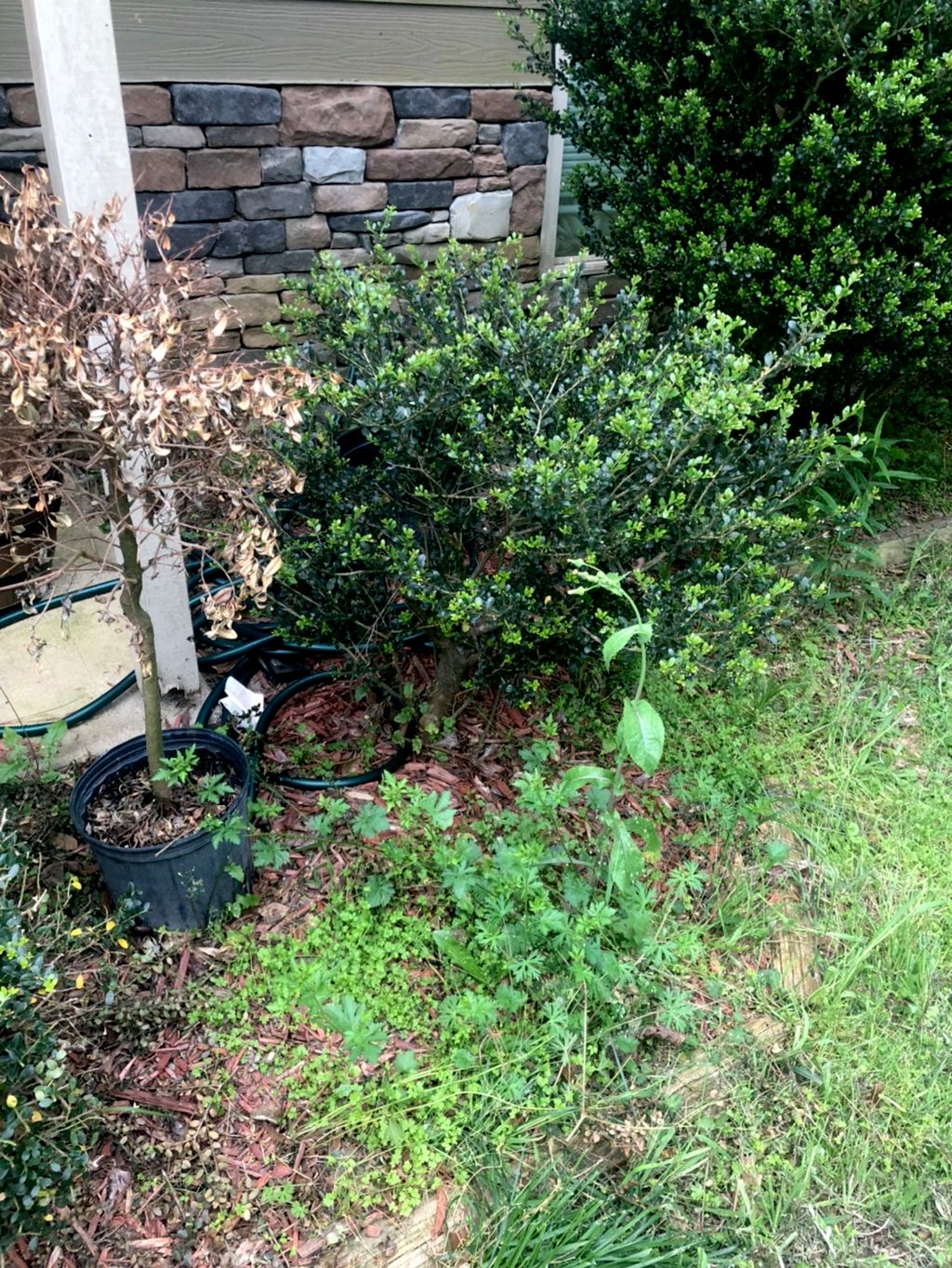 Shrub Trimming and Removal