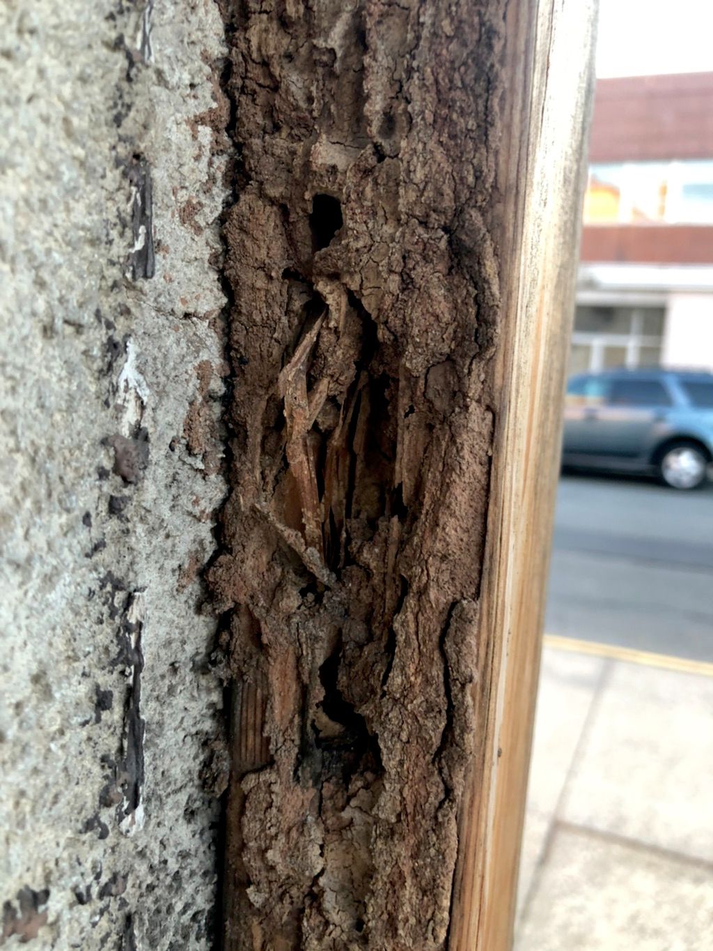 Termite damage