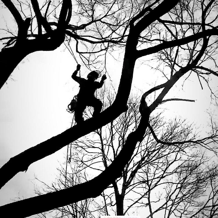 J's Crew Tree Service inc