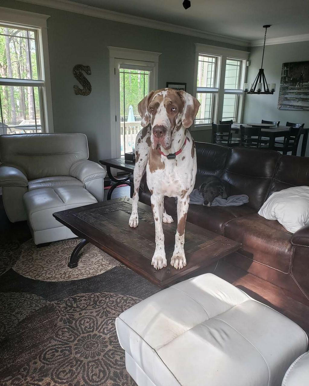Why yes my mommy and daddy know I get on the table