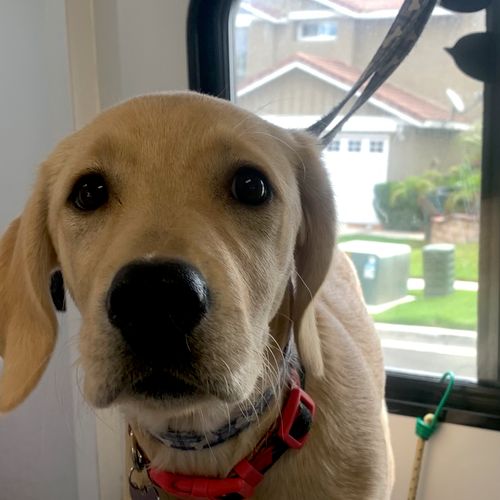 Costello’s Curbside Cuts Mobile Dog Grooming - Temple, TX