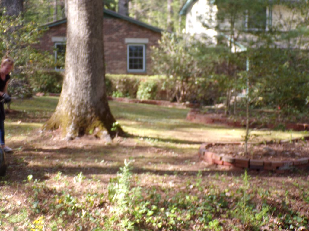 Yard was covered in leaves