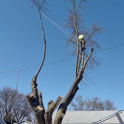 The 10 Best Tree Trimming Services In Beavercreek Oh 2021