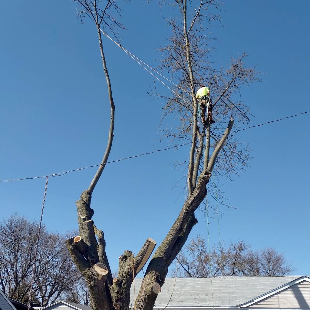 Monster Timber Tree Service