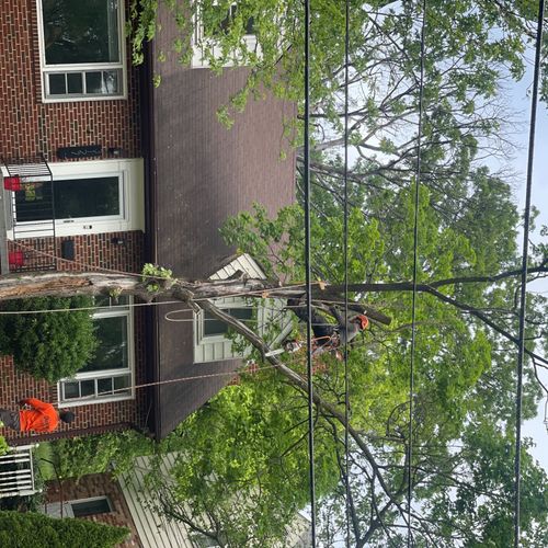 We highly recommend Galicia Tree Service . We rece