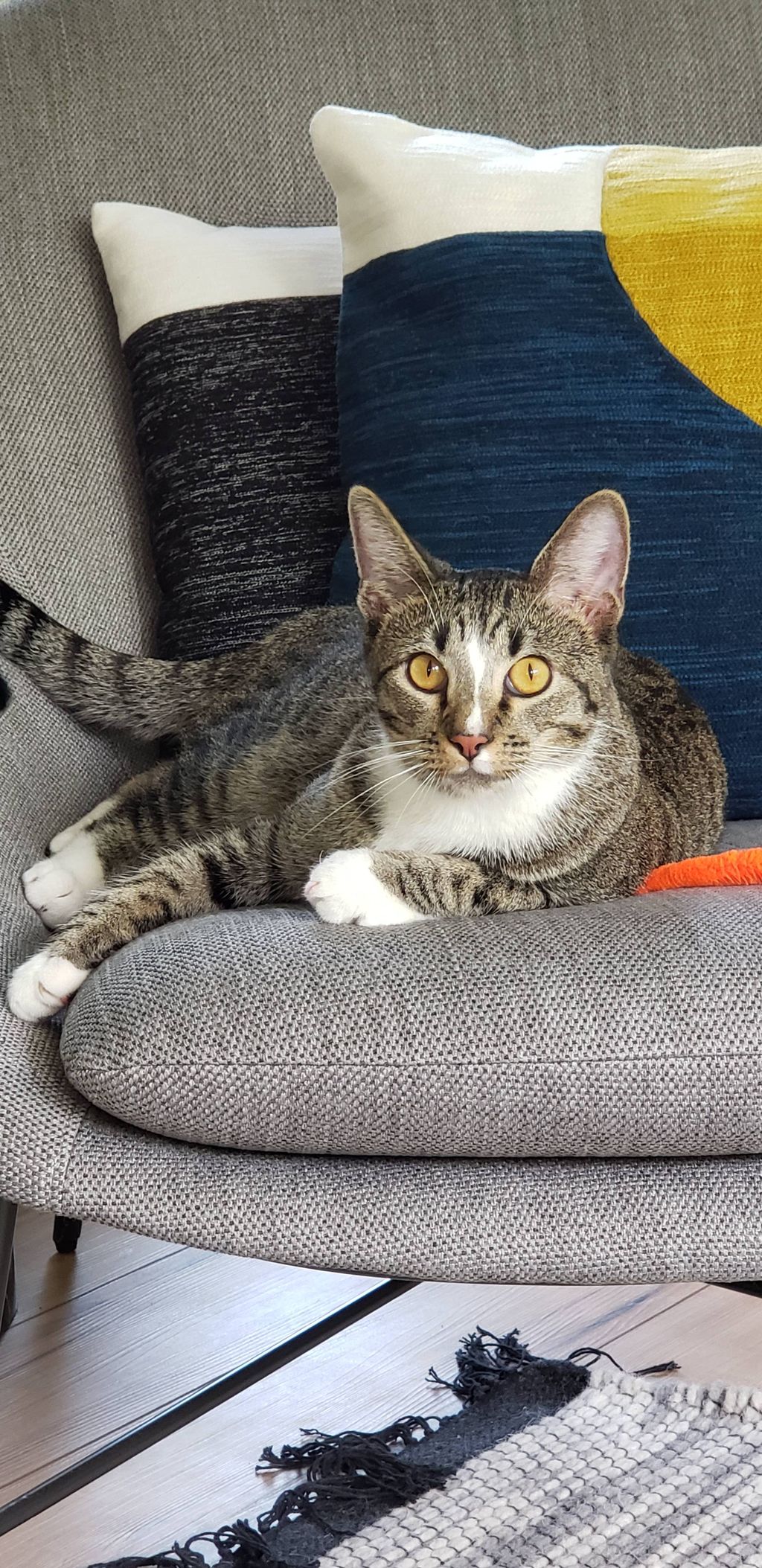 Hi I'm Jasper, I absolutely love the feather toy  