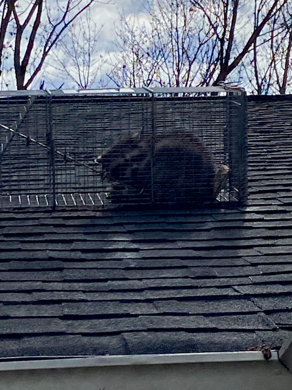 CMM Wildlife Removal LLC