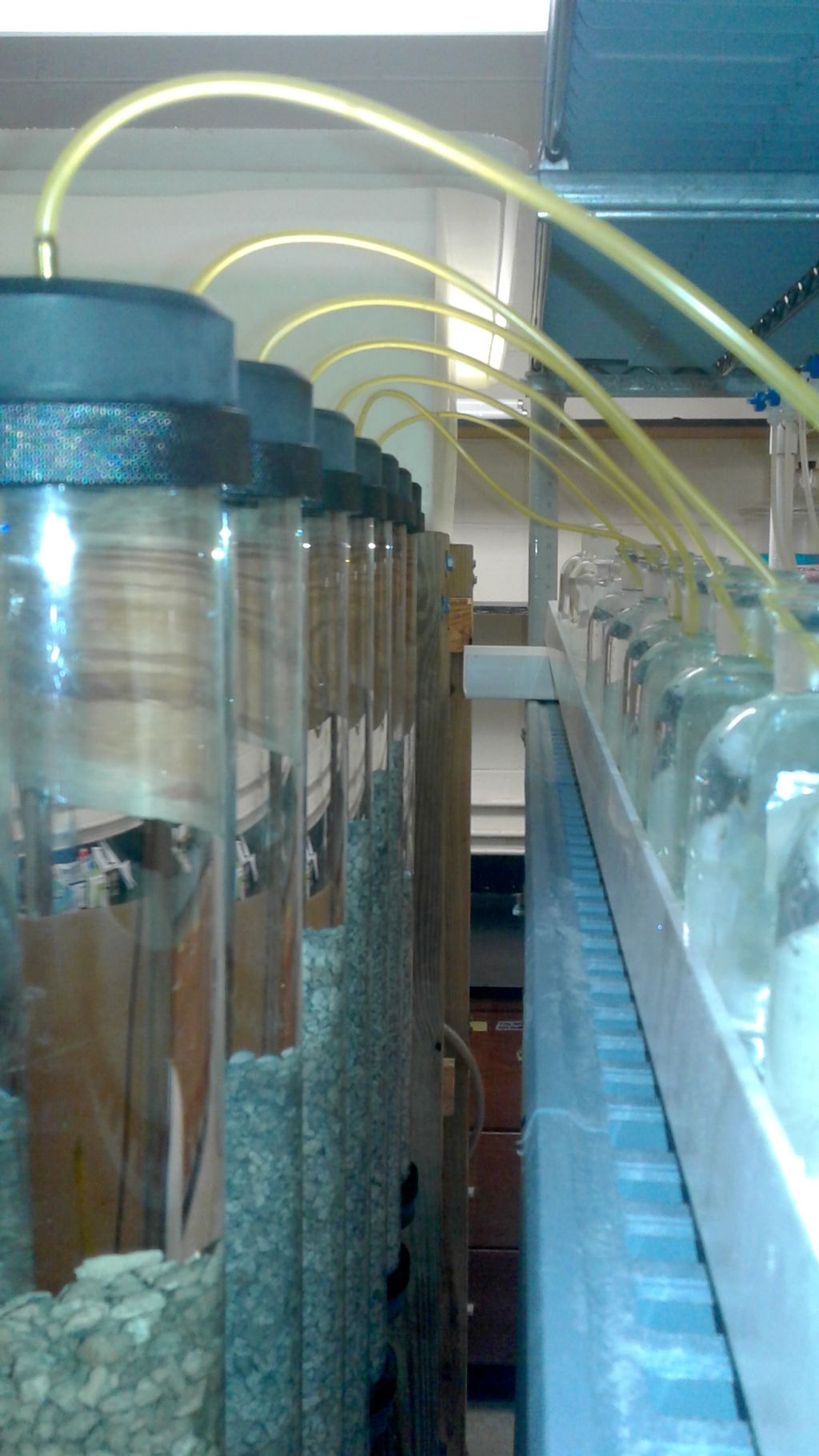 Experimental set-up for exposure of gulf killifish