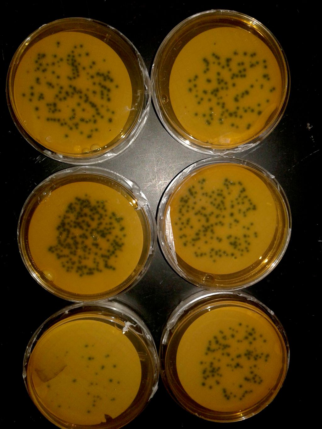 Micro-organisms cultured on agar from waste water.