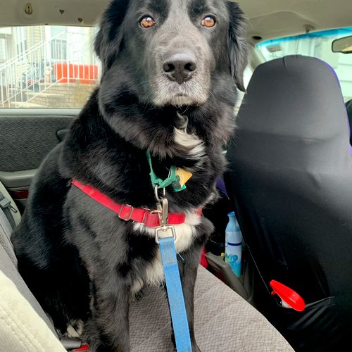 Johnson's Dog Training Academy Bloomfield, NJ Thumbtack