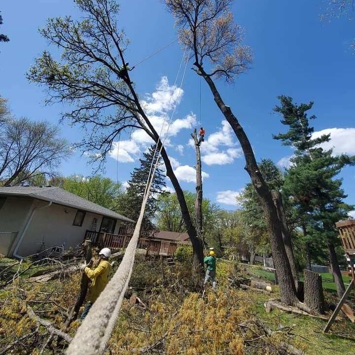 Royal Eagle Tree Service