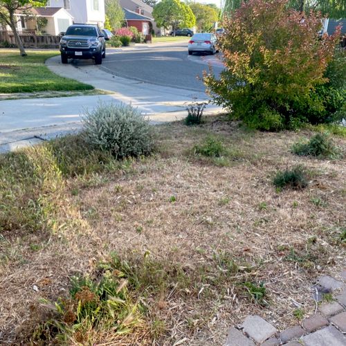 My front yard had been totally overtaken by weeds 