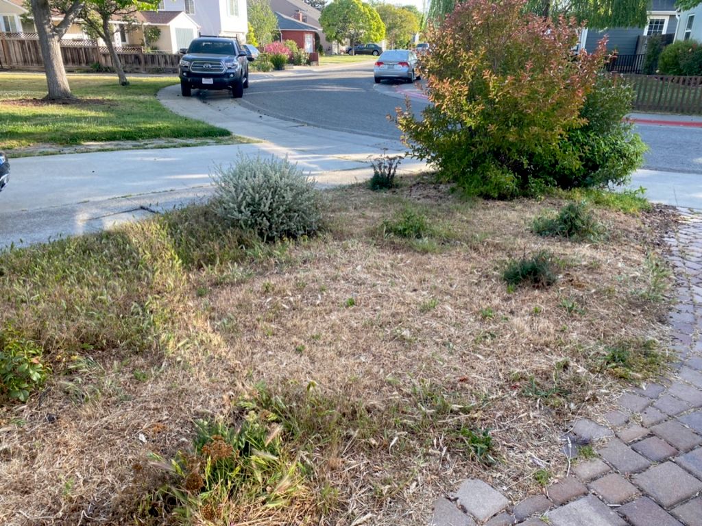 My front yard had been totally overtaken by weeds 