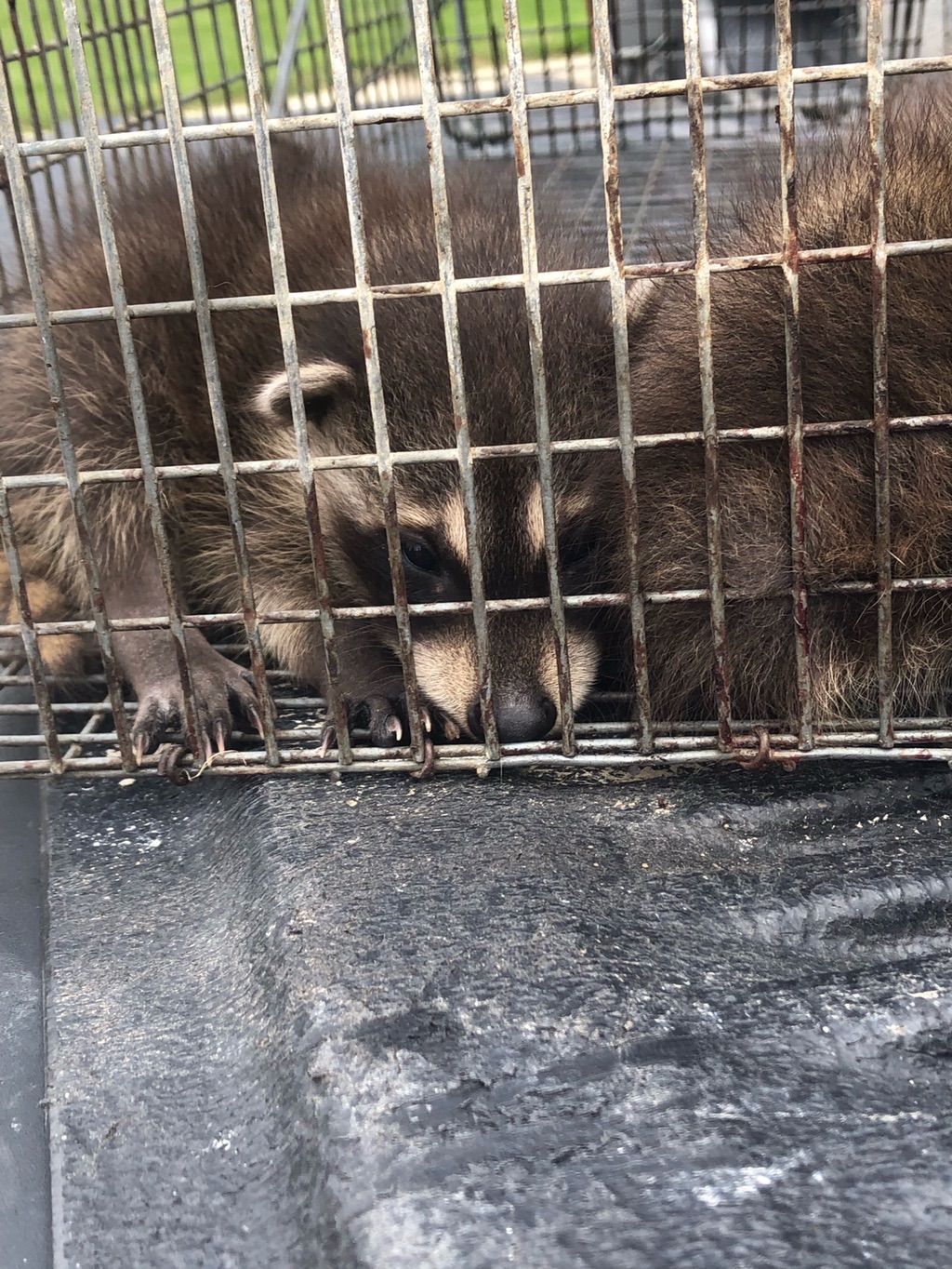The babies lost their mom. Found them a new home!!