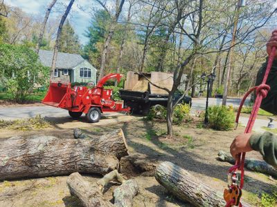 Avatar for BE Green landscaping  trees service