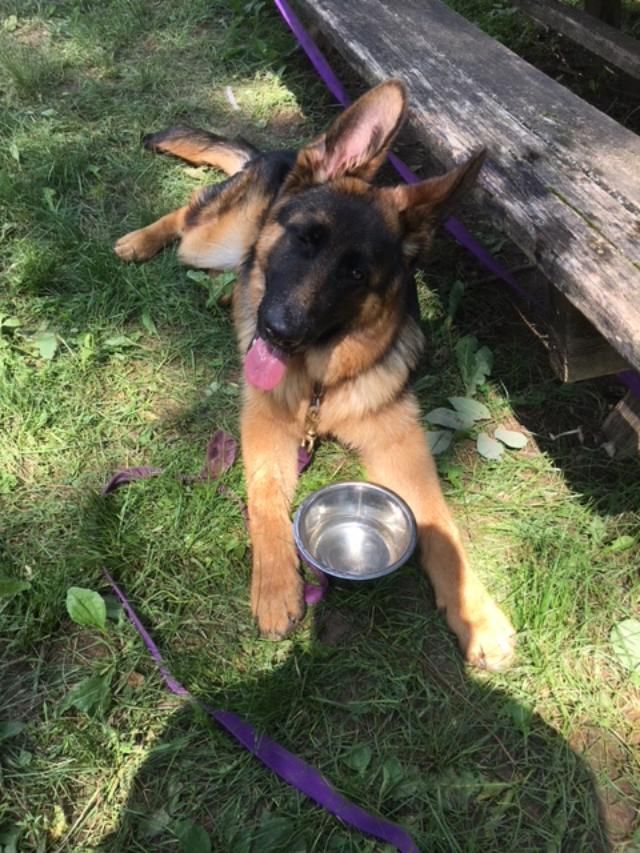 Marco, a great German Shepherd  pup that did great