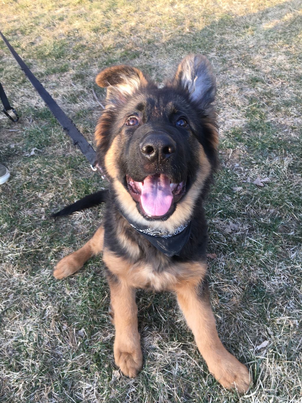 Kros, this German Shepherd is quickly becoming a s