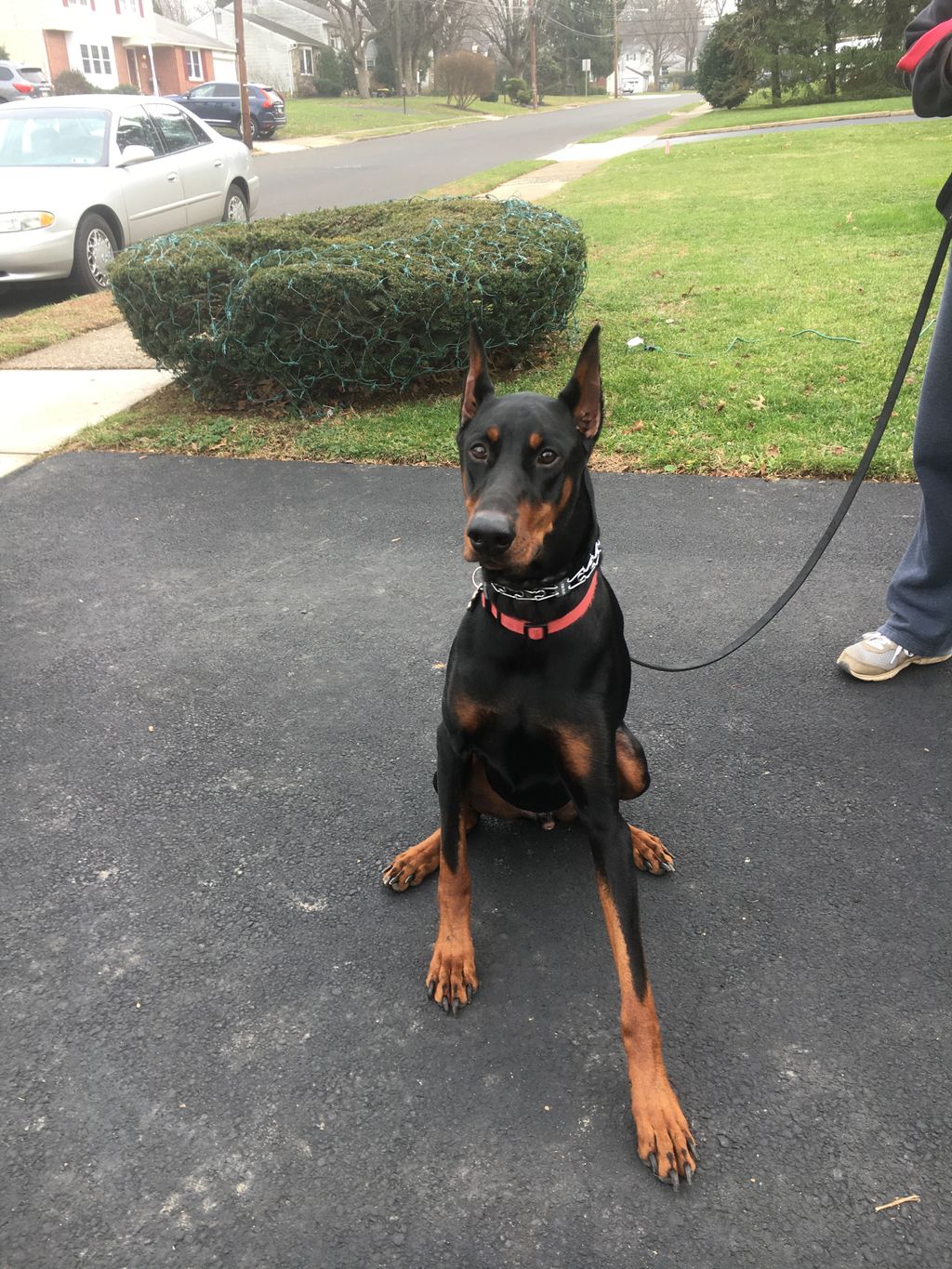 Neegan, a young Doberman is building trust & confi
