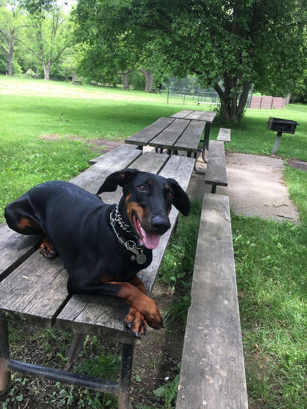 My girl Lena relaxes during a break from training.