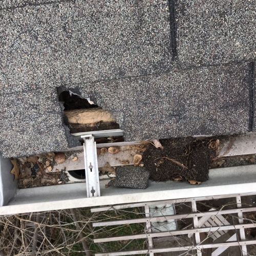 Opossum damages to a home's exterior. 