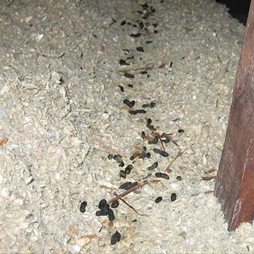 Trail of rat droppings in an attic.
