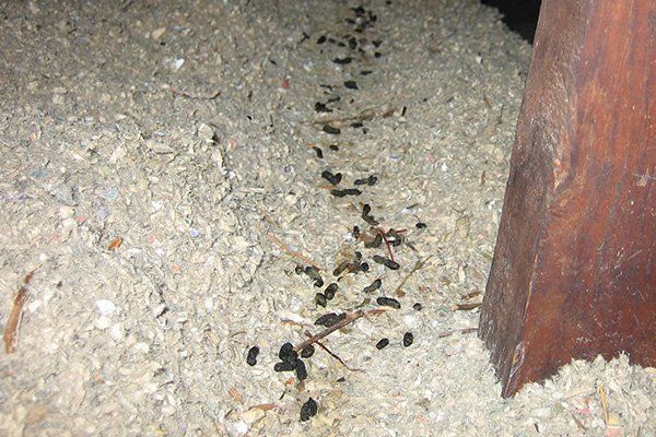 Trail of rat droppings in an attic.