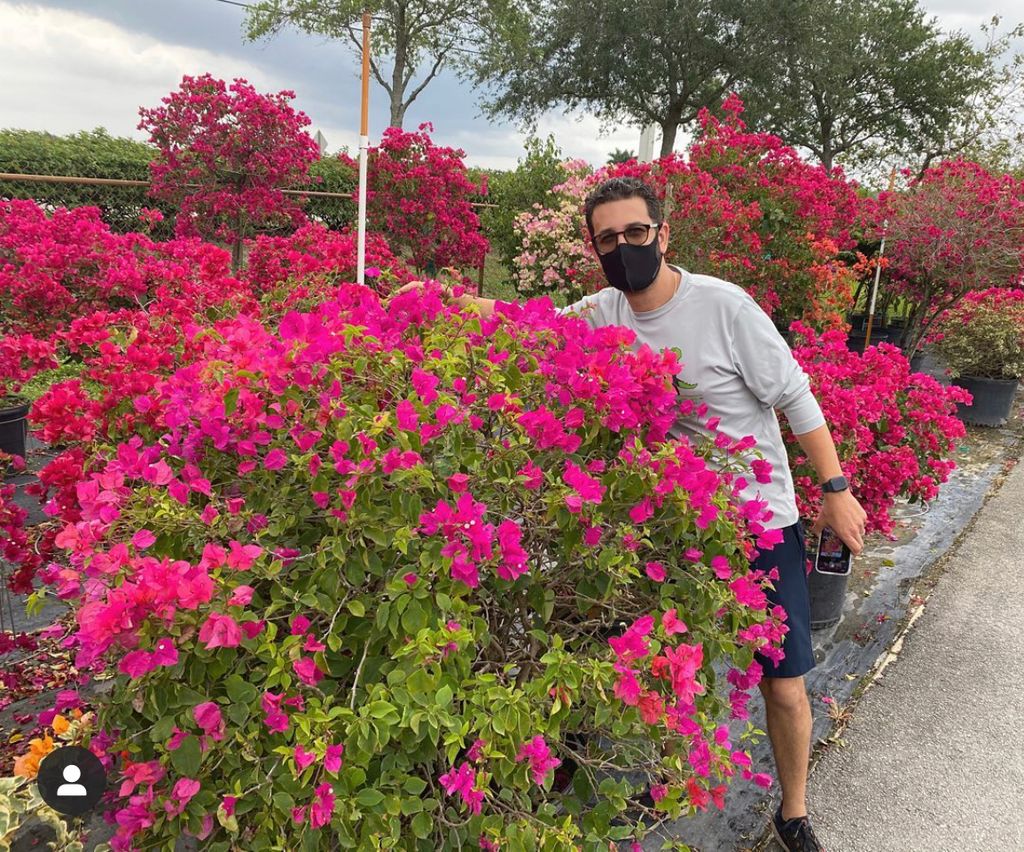 Bougainvillea shopping