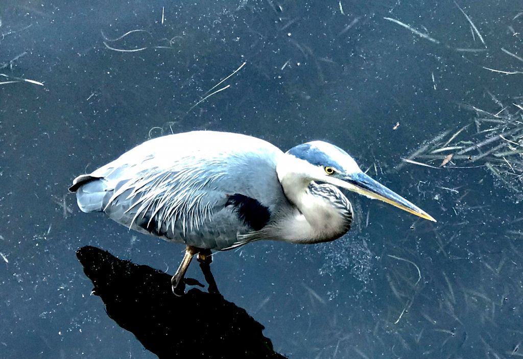 Blue Heron