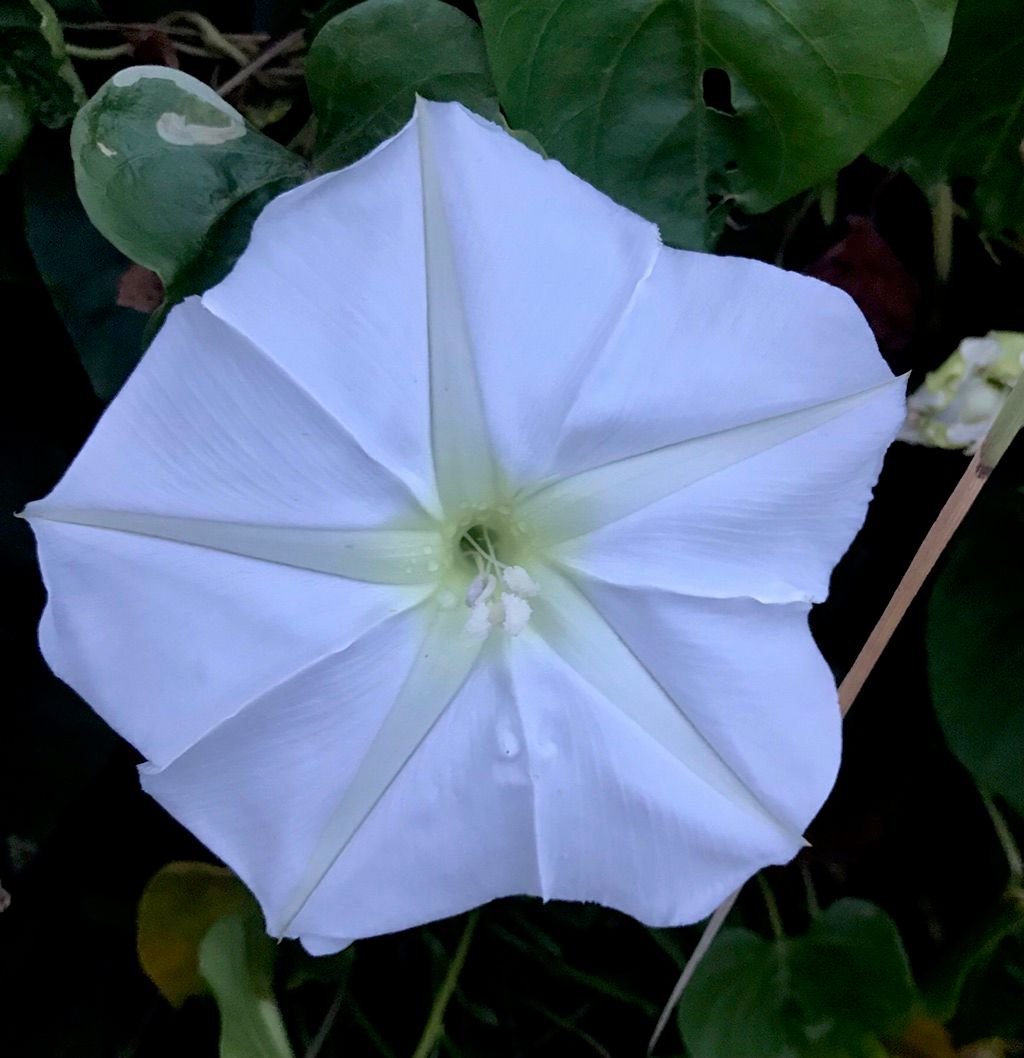 Traditional moonflower