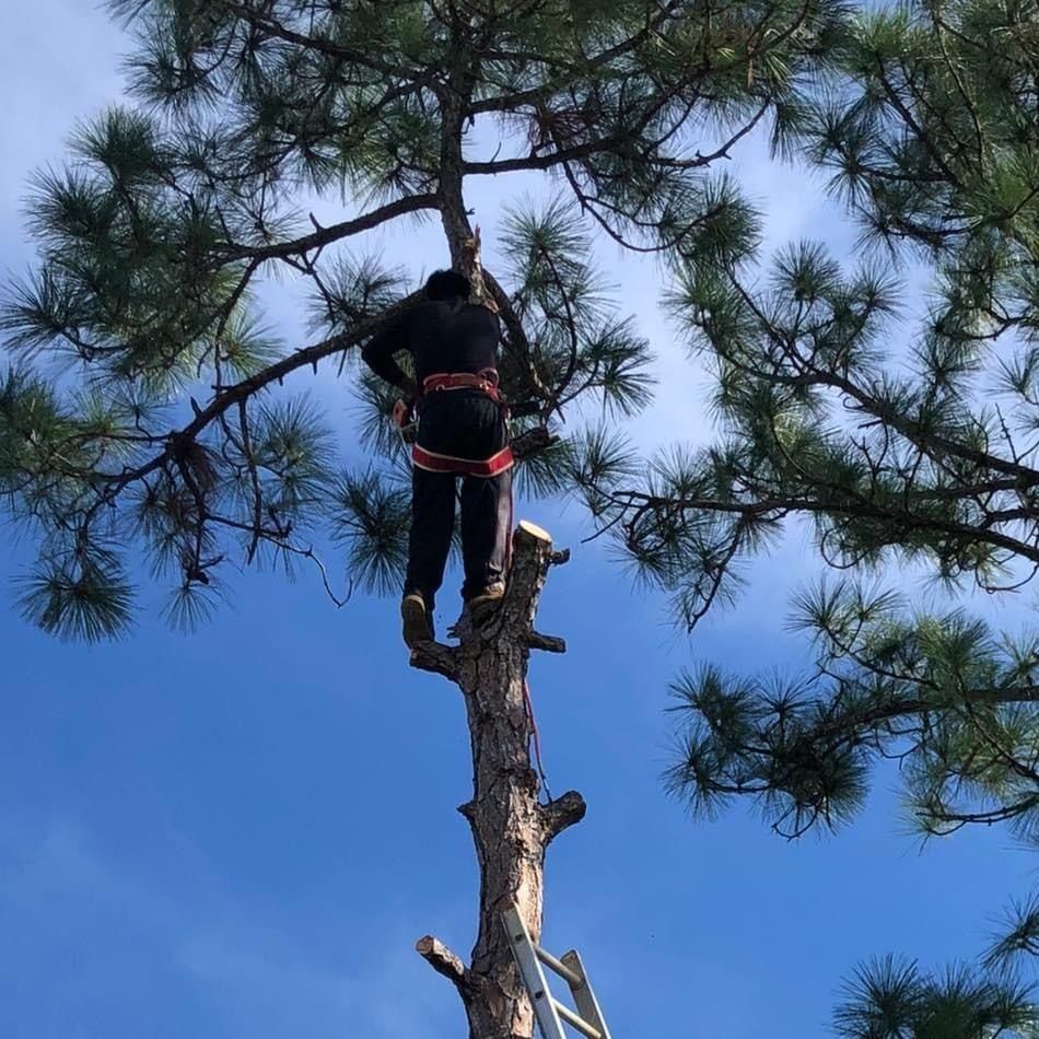 The Evolution of Landscaping & Tree Services J&J