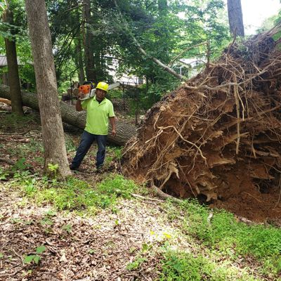 Genesis Tree Service Manassas VA - Free Quotes 571-732-3900