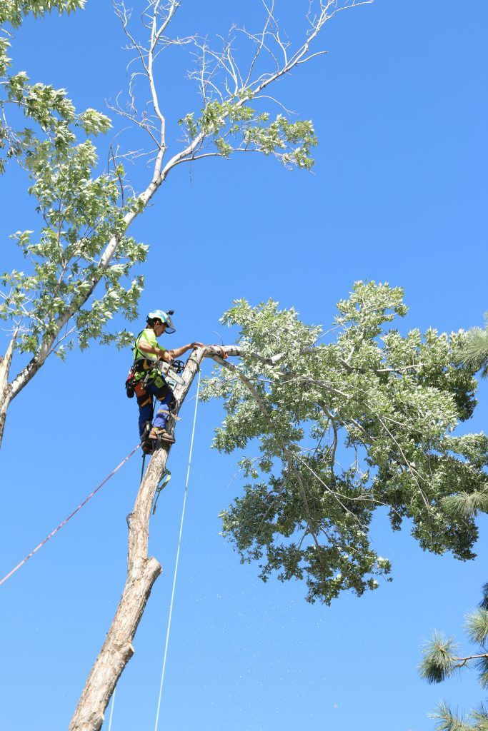 Cut & Leave Tree Service