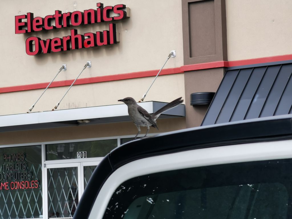 Northern Mockingbird Nesting at Electronics Overha