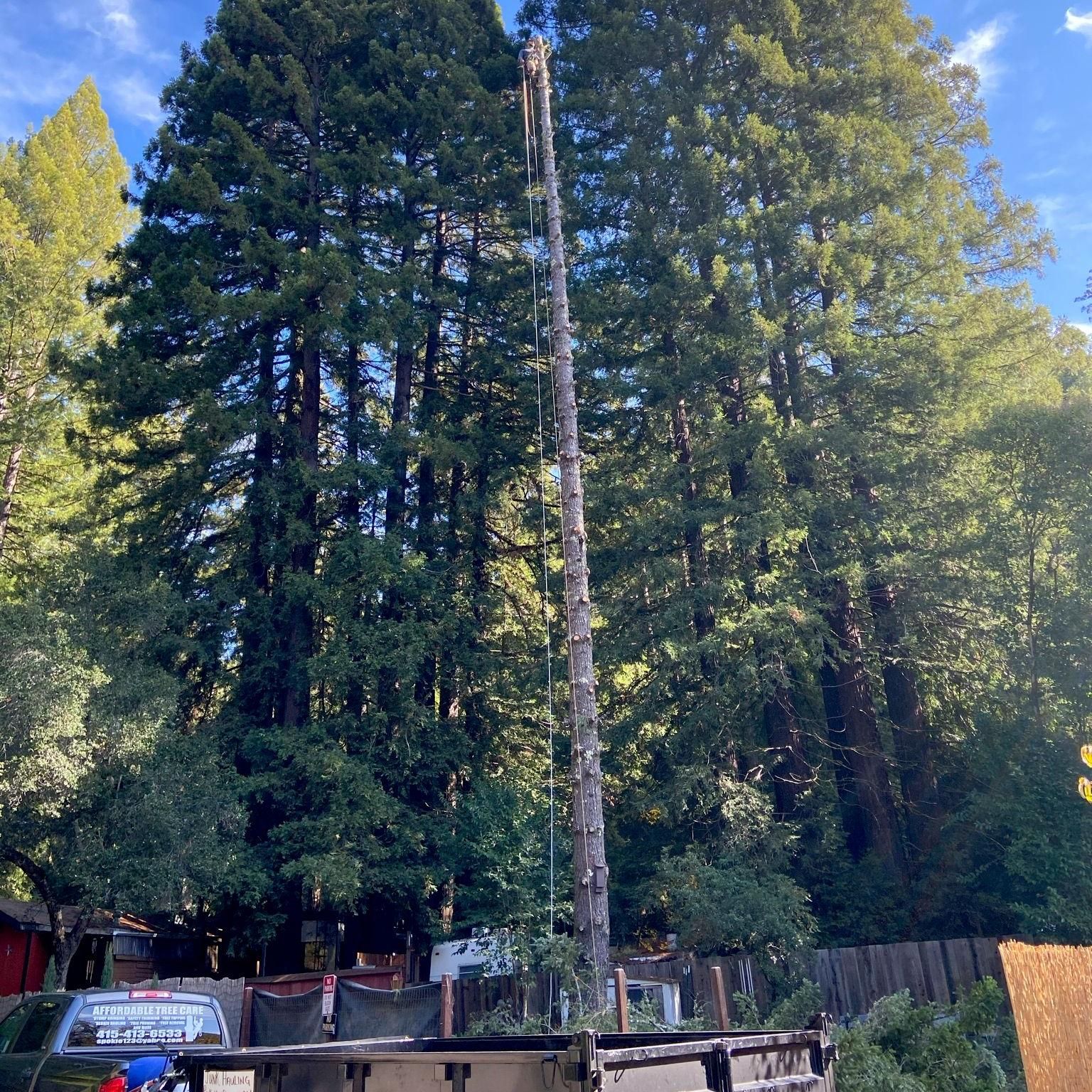Affordable tree care San Rafael, CA