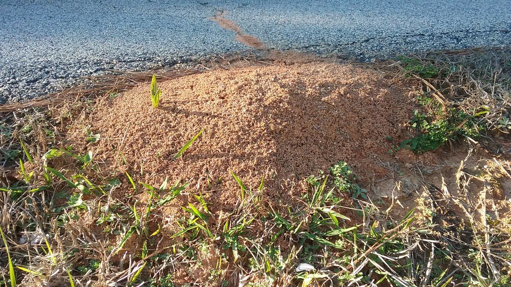 Fire Ant Control