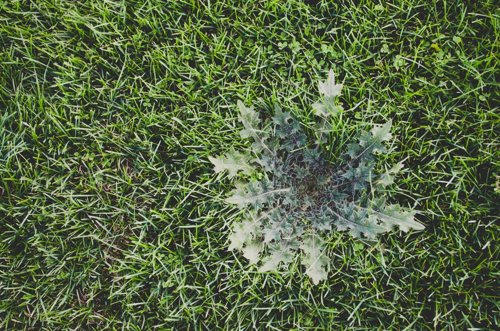 Weed Control - Broadleaf