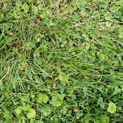 Weed Control - Clover