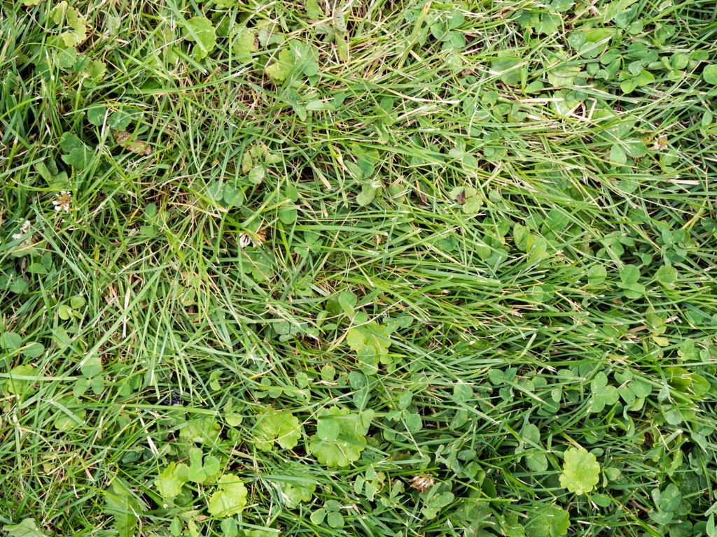 Weed Control - Clover