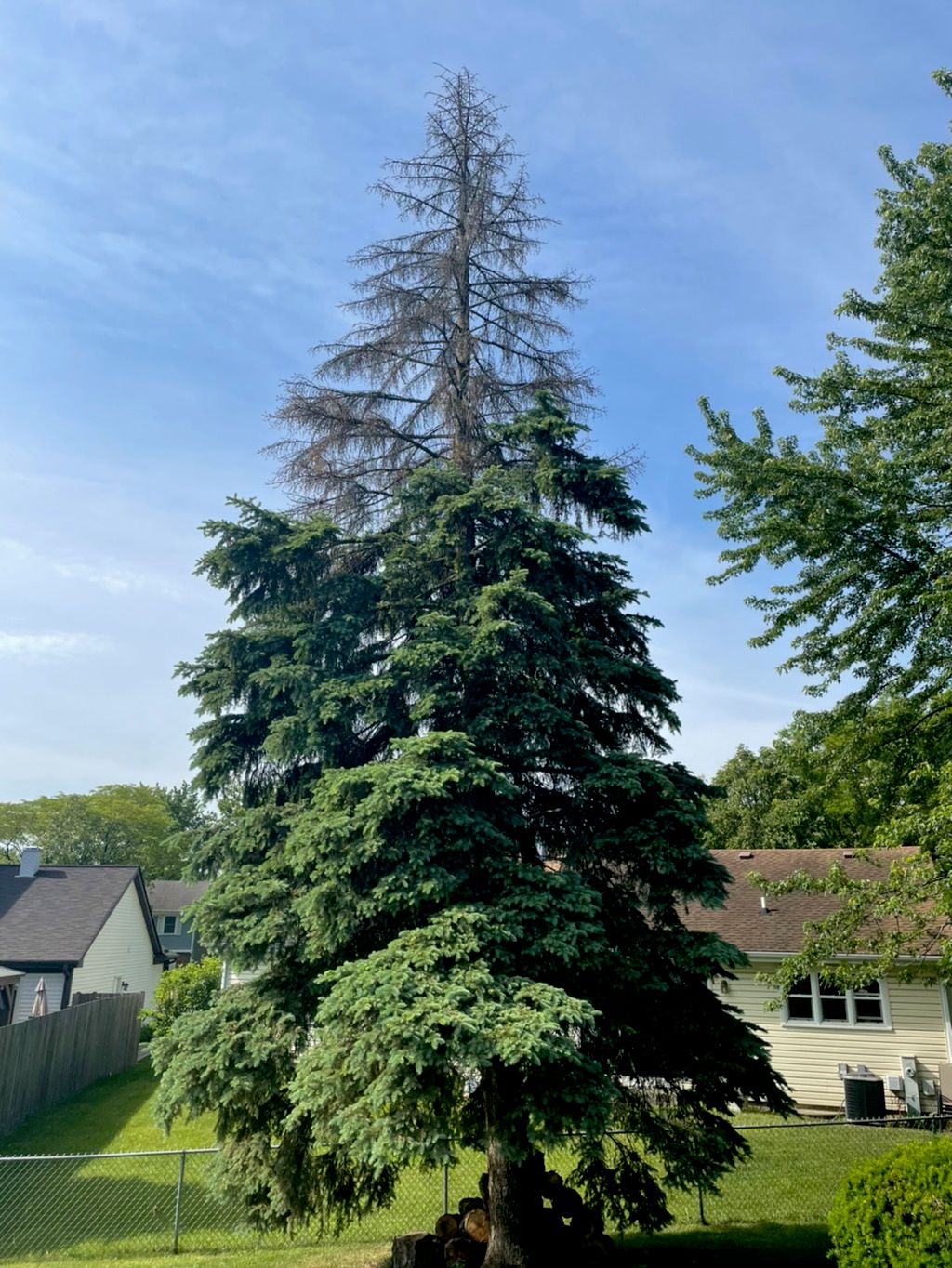 A&A removed this large pine red and stump, 9 bushe