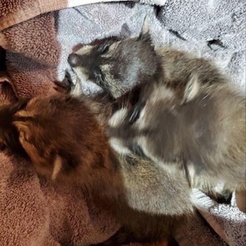 Saving baby raccoons
