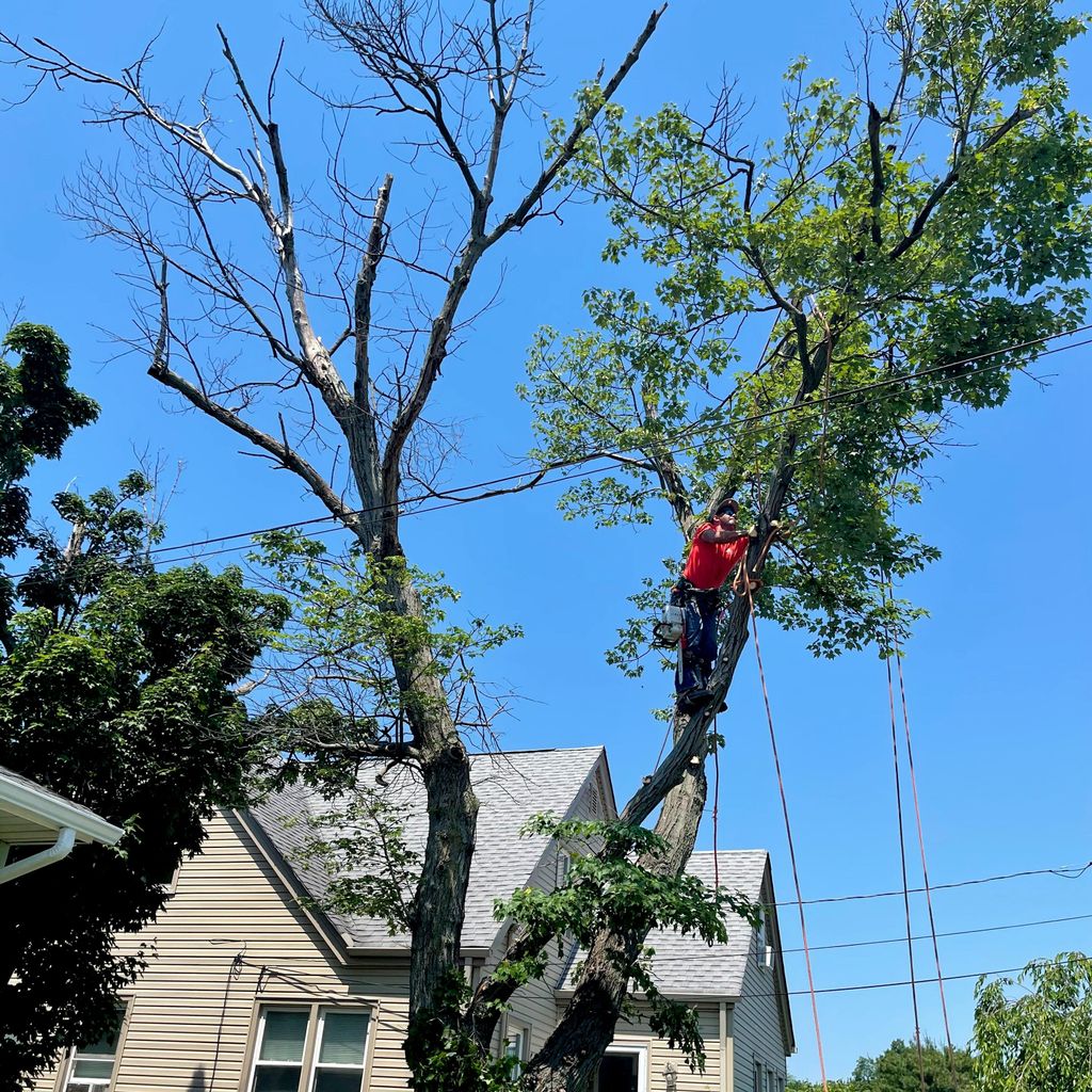 Dani tree service