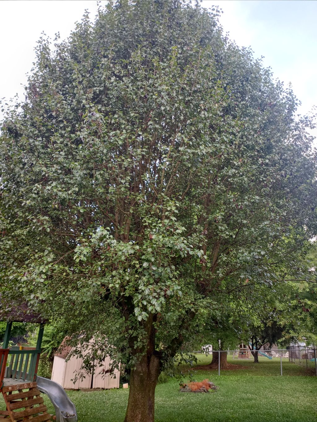 Tree Trimming and Removal